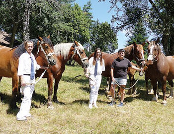 Syndicat des éleveurs des chevaux lourds du Cantal